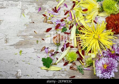 Valentine background, multicolored flowers and petals scattered on white rustic wood, top view with copy space. Happy lovers day mockup. Stock Photo