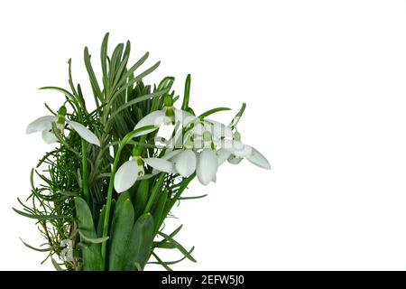 Snowdrop flowers isolated on white background. Springtime is coming soon now. Stock Photo