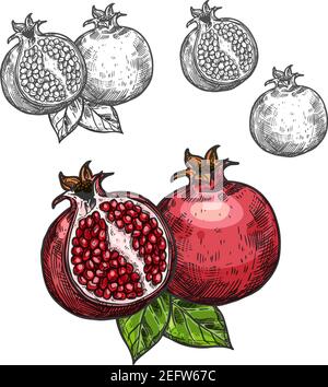 Pomegranate fruit sketch icon. Vector isolated symbol of fresh opened and whole pomegranate with seeds for juice or jam dessert or farm grown fruits g Stock Vector