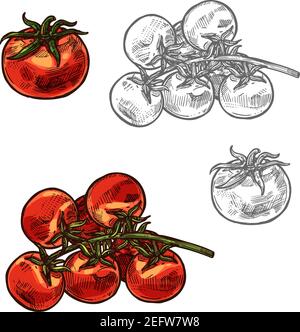 Tomato and cherry tomatoes sketch icon. Vector isolated symbol of fresh farm grown vegetarian tomatoes bunch vegetable for veggie salad or grocery mar Stock Vector