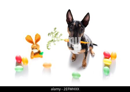 easter bull terrier  dog with  eggs isolated on white background for the holiday season Stock Photo