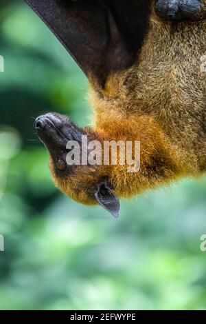 The closeup image of Malayan flying fox (Pteropus vampyrus). a southeast Asian species of megabat, primarily feeds on flowers, nectar and fruit. Stock Photo