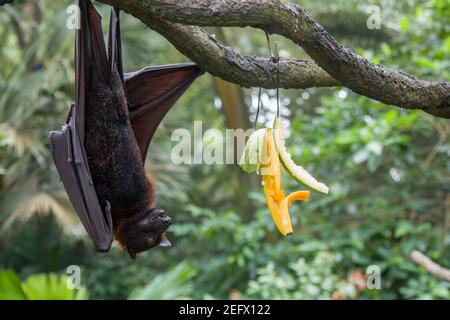 The closeup image of Malayan flying fox (Pteropus vampyrus). a southeast Asian species of megabat, primarily feeds on flowers, nectar and fruit. Stock Photo