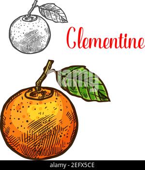 Clementine citrus fruit sketch icon. Vector isolated symbol of fresh whole mandarin or tangerine orange fruit botanical design for fruits dessert or f Stock Vector