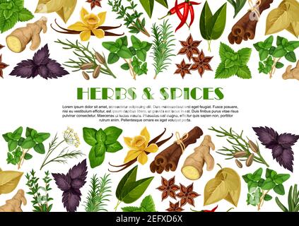 Herbs and spices poster template for farm store or organic herbal products market. Vector flat design oregano of pepper and basil or dill and bay, ros Stock Vector