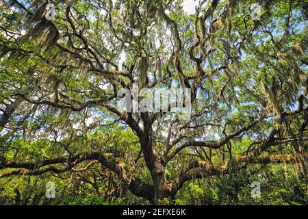 Live Oak Tree Canopy with Spanish Moss, Charleston, Sout Carolina Stock Photo