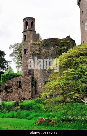 Blarney, County Cork, Ireland. Tower ruins at Blarney Castle which was built in 1446.