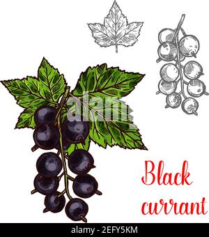 Black currant fruit sketch icon. Vector botanical design of blackcurrant berries bunch with leaf for juice or jam dessert or farmer market isolated co Stock Vector