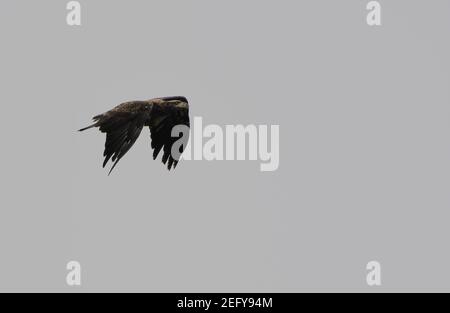 Immature Bald Eagle in flight Stock Photo