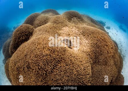 Turtle on Hard Corals at Lady Musgrave Island, Queensland, Australia Stock Photo