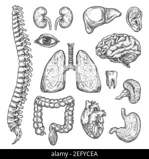 Human body organs anatomy sketch icons of heart, brain or lungs and kidney or bladder organ, eye, tooth or esophagus and spleen. Isolated set of inter Stock Vector