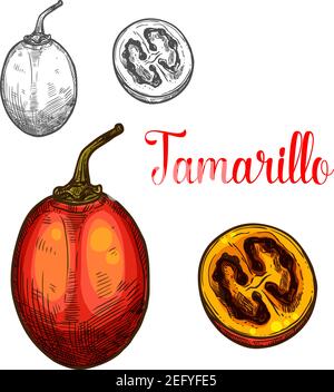 Tamarillo fruit sketch color icon. Vector isolated symbol of fresh whole and slice cut tamarillo or tree tomato fruit botanical design for fruits jam Stock Vector