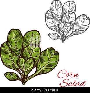 Corn salad lettuce color sketch icon. Vector botanical design of fresh farm grown vegetarian cornsalad or feldsalad leaf vegetable for veggie salads o Stock Vector
