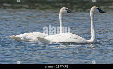 Mating Pair of Trumpeter Swans on Crooked Lake in the Sylvania Wilderness in Northern Michigan Stock Photo