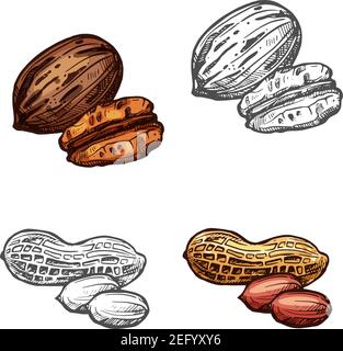 Nut and bean isolated sketch with peanut and pecan. Whole and peeled mexican nut kernel and groundnut seed symbol for vegetarian snack, superfood and Stock Vector