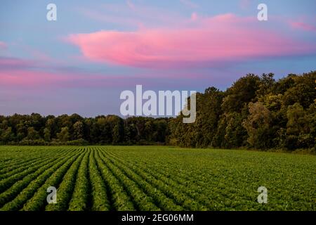 Bean field sunset Stock Photo