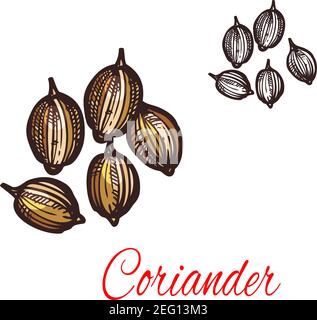 Coriander seed sketch of cilantro spice. Dried fruit of chinese parsley plant isolated icon for spice and seasoning label, cooking ingredient packagin Stock Vector