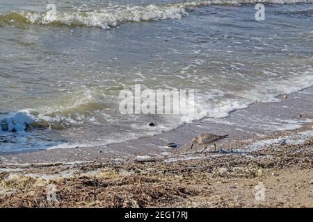 The grey-plumed dunlin, a migratory bird of the snipe family, feeds on the shallow seashore on insects washed up with foam, grass and algae against th Stock Photo