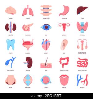 Human organs icon set in flat style. Medical anatomy symbols collection. Vector illustration. Stock Vector