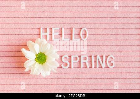 Text hello spring on pink felt letter boar with white blooming flower of chrysanthemum. Stock Photo