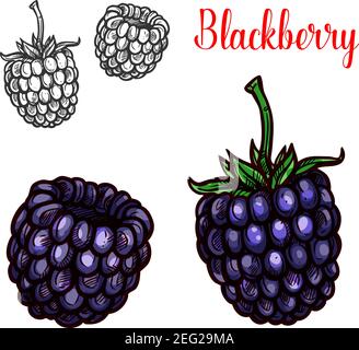 Garden bramble berry isolated summer fruit sketch. Vector blackberry food,  forest berries Stock Vector Image & Art - Alamy