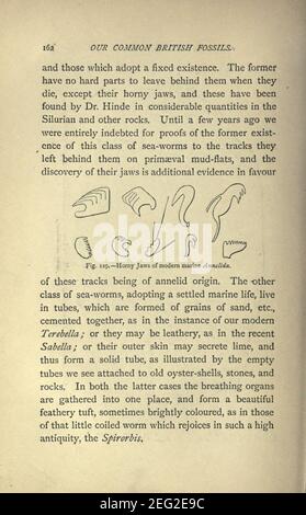 Our common British fossils and where to find them (Page 162) Stock Photo