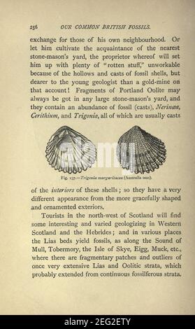 Our common British fossils and where to find them (Page 256) Stock Photo