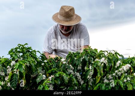 Middle-aged farmer analyzes the flowering of a coffee plantation background, in Brazil Stock Photo