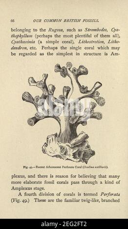 Our common British fossils, and where to find them (Page 66) Stock Photo