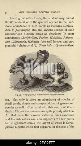 Our common British fossils, and where to find them (Page 74) Stock Photo