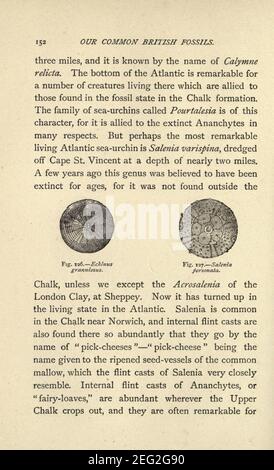 Our common British fossils, and where to find them (Page 152) Stock Photo