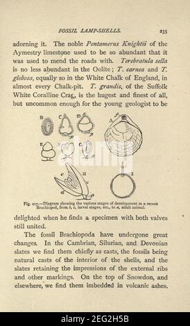 Our common British fossils, and where to find them (Page 235) Stock Photo