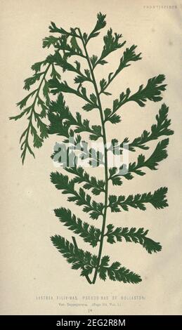 Our native ferns, or, A history of the British species and their varieties (Frontispiece) (9463073139). Stock Photo