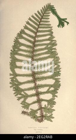 Our native ferns, or, A history of the British species and their varieties (Pl. XXVII) (9465906628). Stock Photo