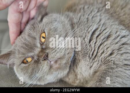 British gray cat lying on the couch being stroked by hand, close-up. Stock Photo