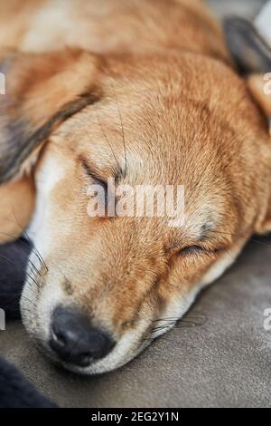 Cute red-haired dog with hanging ears sleeps on a sofa on a blanket. Stock Photo