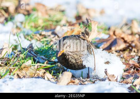 Blackbird in the snow is looking for food Stock Photo