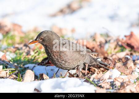 Blackbird in the snow is looking for food Stock Photo