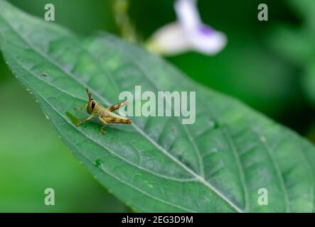 Young tiny grasshopper hiding in the green foliage. closeup macro Stock Photo