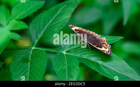 The Silver Y (Autographa gamma) is a migratory moth of the family Noctuidae. Caterpillars of this owlet moths are pests more than 200 different specie Stock Photo