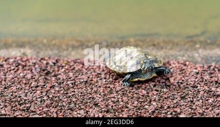 Turtle basking on the tree stump in fresh water pond of Chinese garden. Stock Photo