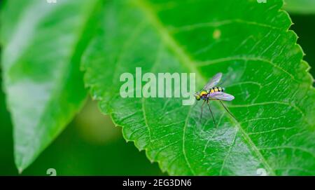 Sciapodinae insect, Green Long-Legged Fly with metallic green body color, perched on the green leaves Stock Photo