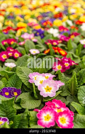 Colorful primulas in a greenhouse. Close up view of flowering primrose plants Stock Photo