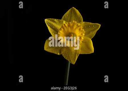 Yellow Daffodil flower isolated on a black background Stock Photo