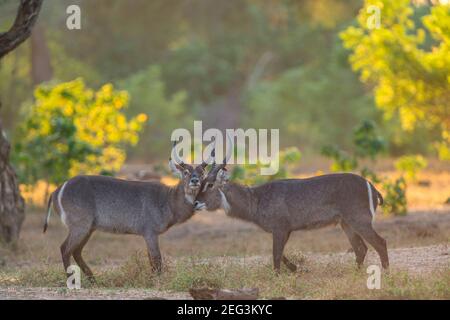 Waterbuck bulls, Kobus ellipsiprymnus, fight for territory in Zimbabwe ...