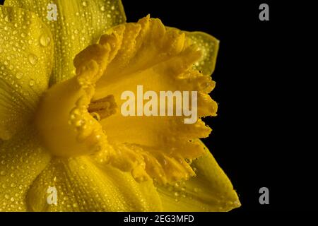 Yellow Daffodil flower isolated on a black background Stock Photo