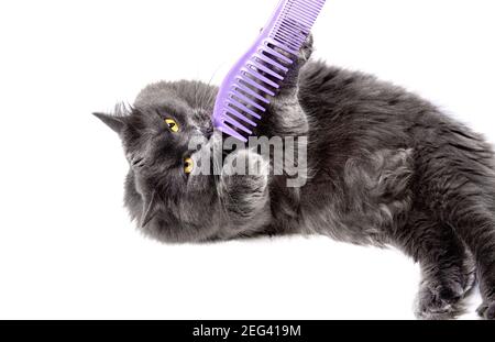 Beautiful Nibelung cat playing with a comb on a white background. Stock Photo