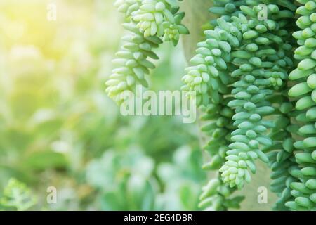 Succulent Plants, Burro's Tail, Sedum burrito on Blurred Greenery Background  with Copy Space Using as Natural Green Background Landscape Ecology Conc