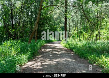 Singapore coney island bike trail. Hiking path and sunset in beautiful woods view, inspirational summer landscape in forest. Walking footpath or bikin Stock Photo