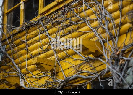 Details with dead climbing ivy (Hedera Helix) plant branches on a stone and wood mountain cabin during a cold winter day. Stock Photo